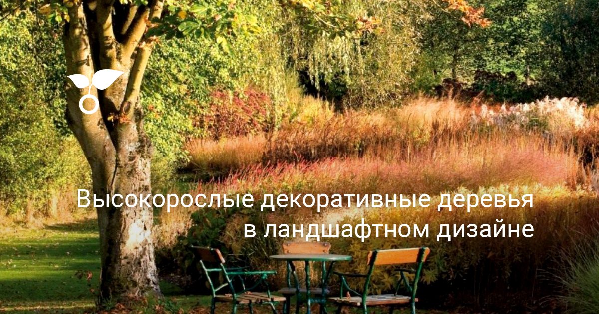 Высокорослые декоративные деревья в ландшафтном дизайне. Правила выбора ...