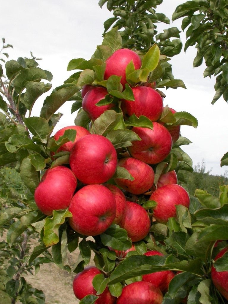 Колоновидные яблони — особенности и лучшие сорта. Фото — Ботаничка