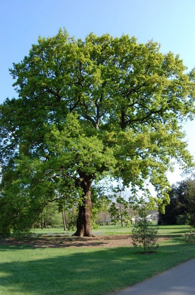 Дуб скальный (Quercus petraea)