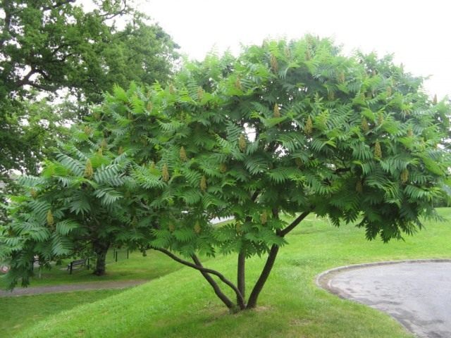 Сумах оленерогий, или Сумах пушистый, Уксусное дерево