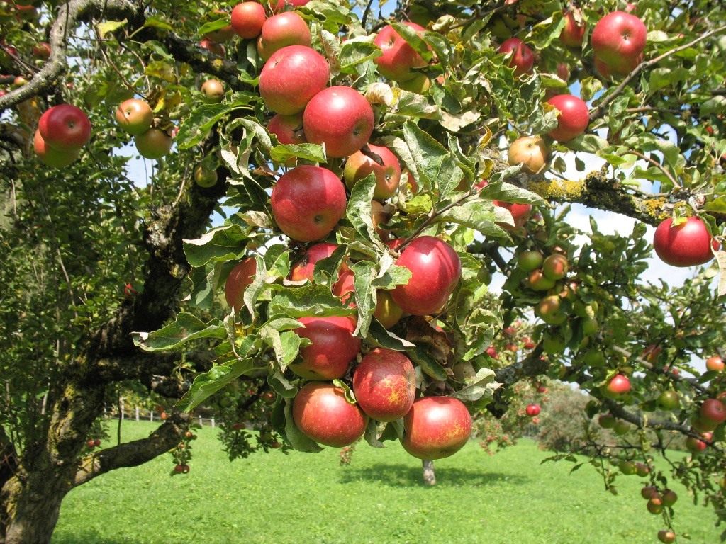 Лучшие сорта яблонь для различных регионов. Описание, фото — Ботаничка