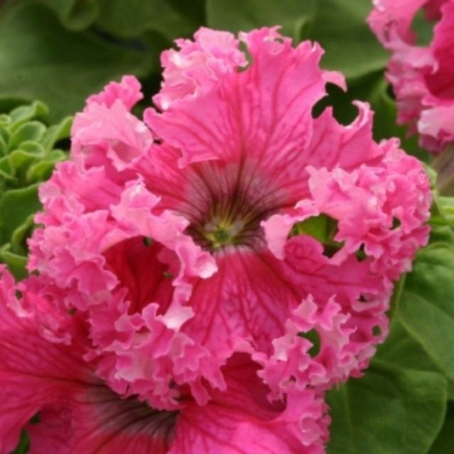 Цветок петунии фриллитунии розовой
