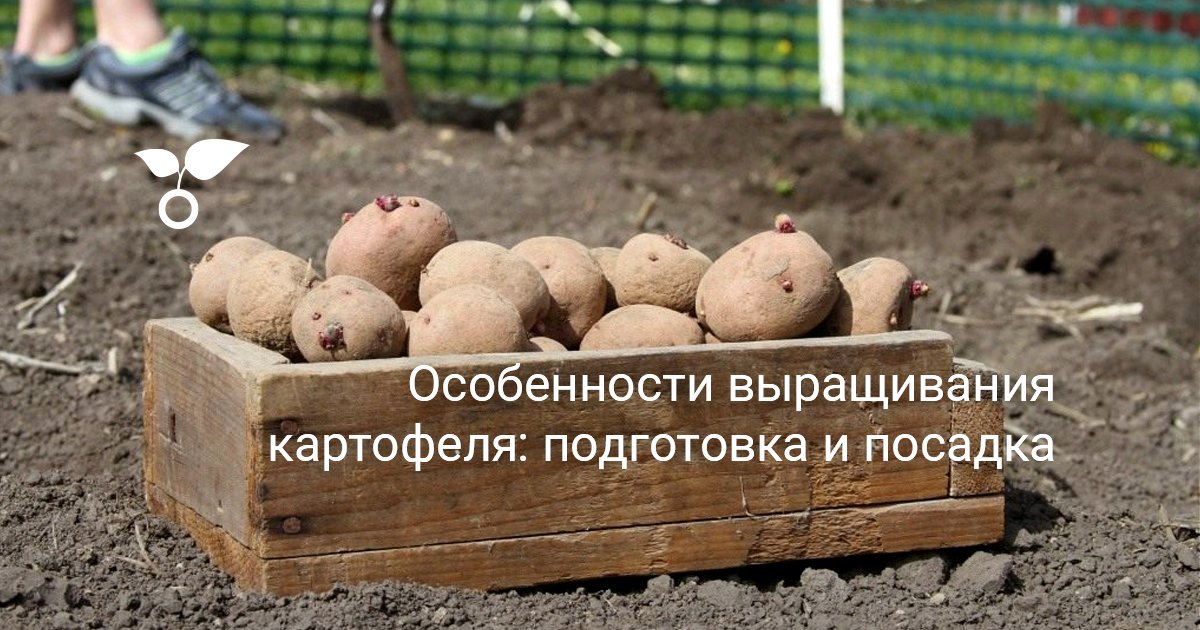 Особенности выращивания картофеля: подготовка и посадка. Как посадитькартофель? Фото — Ботаничка