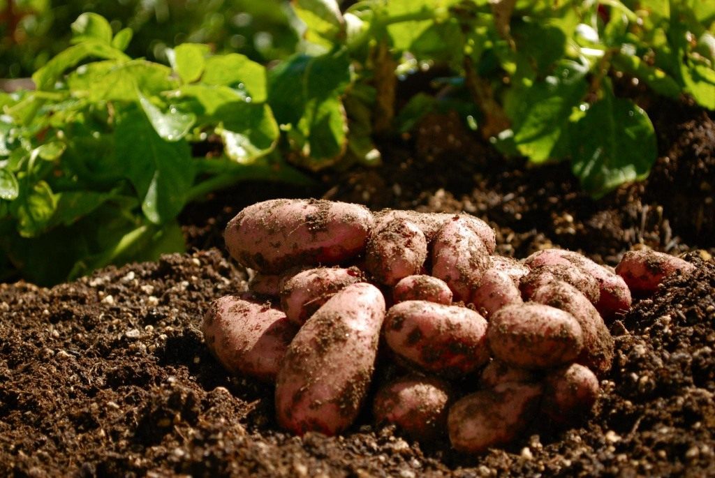 Особенности выращивания картофеля: агротехника. Как вырастить картофель?Фото — Ботаничка