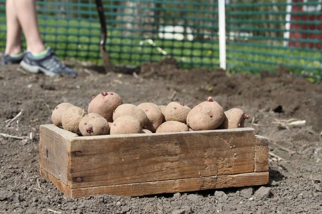Особенности выращивания картофеля: подготовка и посадка. Как посадитькартофель? Фото — Ботаничка