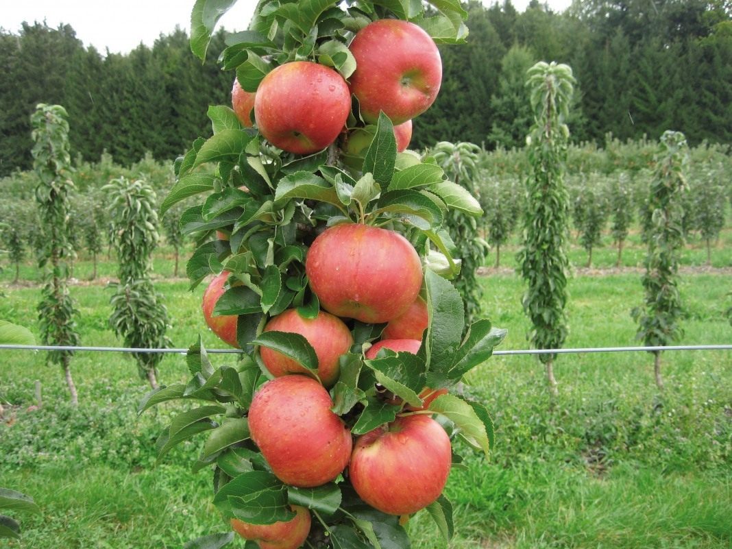 Особенности посадки колонновидной яблони