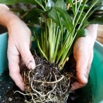 Промываем корни пересаживаемого растения