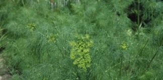 Укроп пахучий, или Укроп огородный (Anethum graveolens) — единственный вид семейства укропных