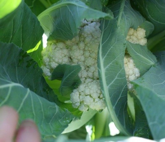 Цветная капуста (Brassica oleracea var. botrytis)