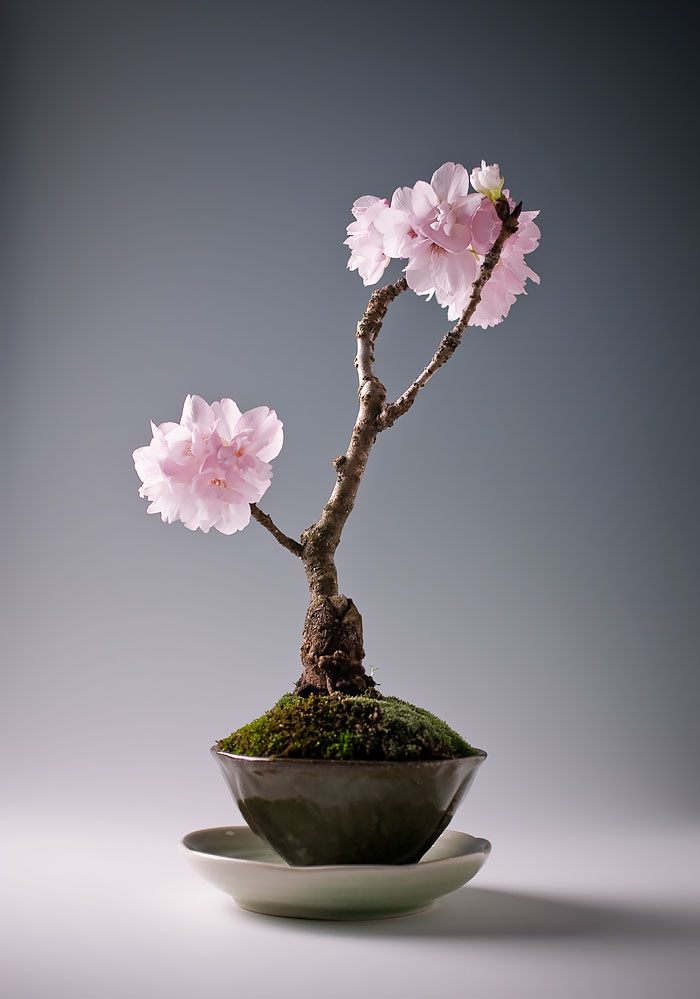 amazing-bonsai-trees-3-1-5710e79064ec0__700