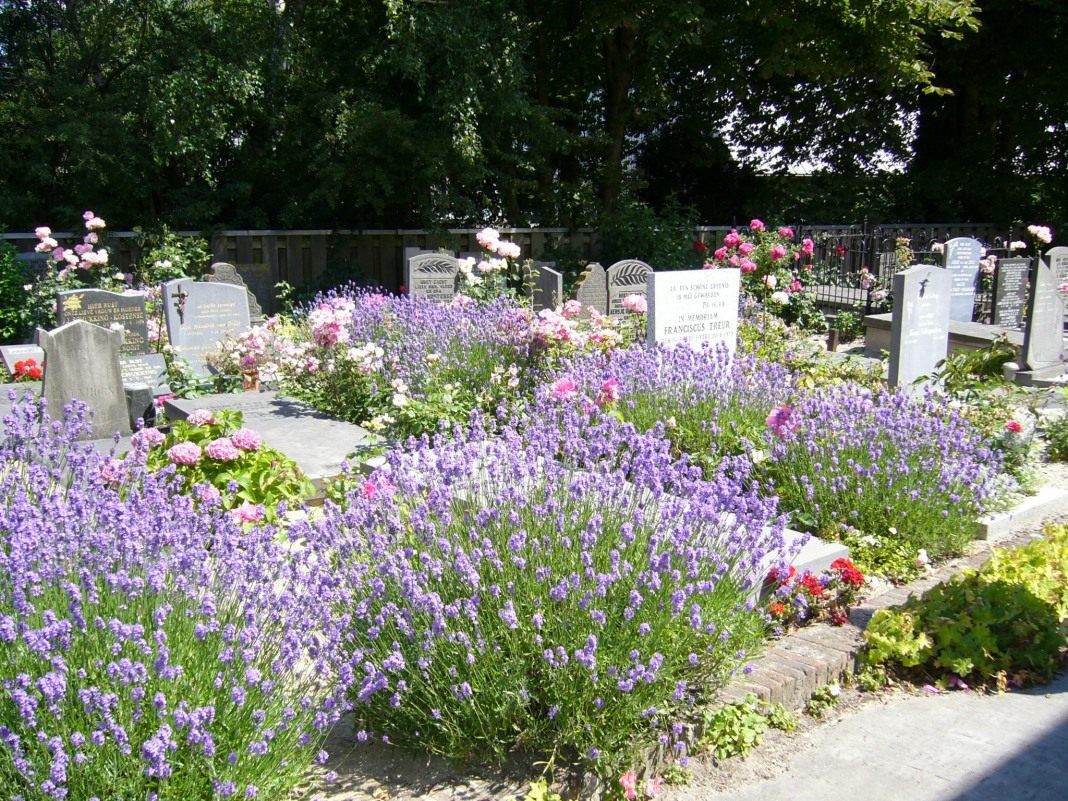 цветы для кладбища посадить