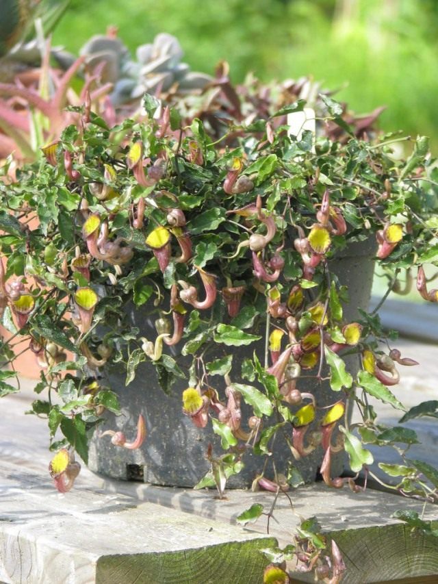 Кирказон вечнозеленый (Aristolochia sempervirens)