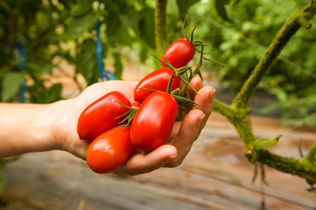 Como cultivar tomate cherry