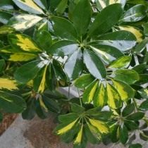 Листья комнатного растения обработанные блеском для листьев