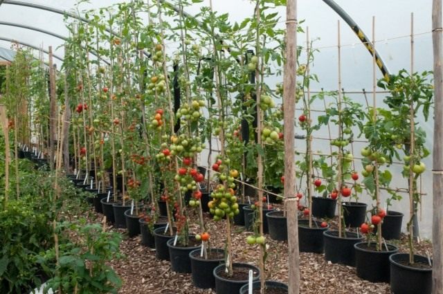 Формирование индетерминантных кустов томата