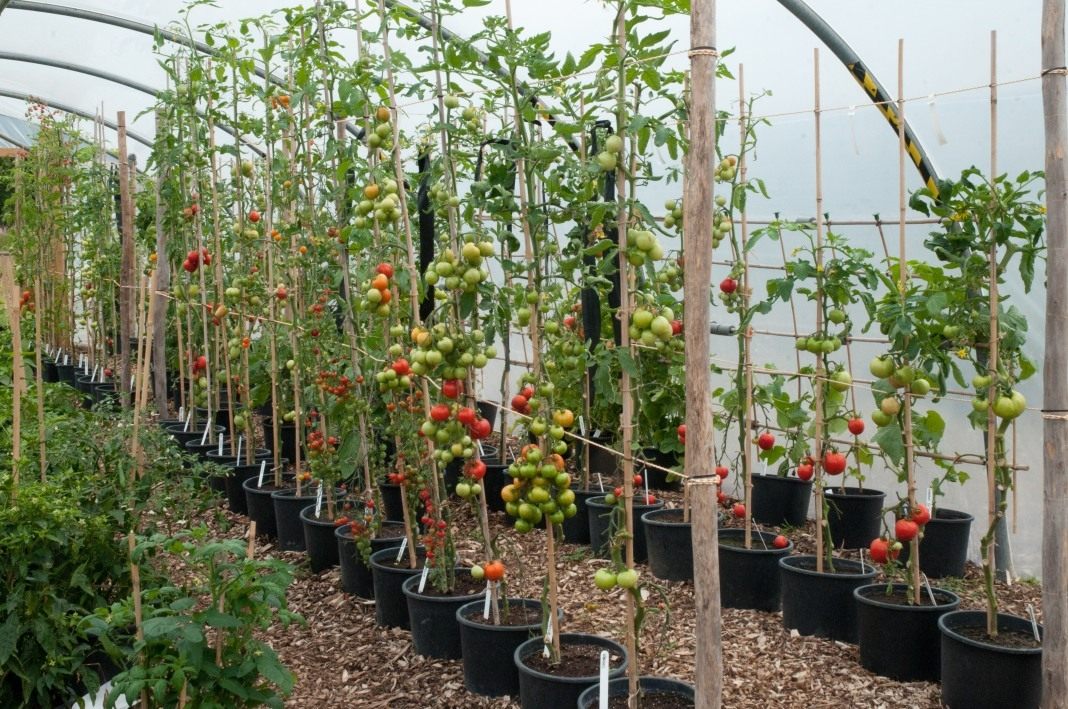 Формирование томатов — пасынкование. Правильное формирование детерминантныхи индетерминантных кустов. Схема, фото — Ботаничка