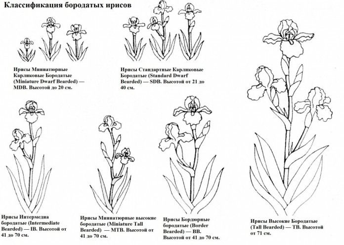 Селекция бородатых ирисов. В домашних условиях. Фото — Ботаничка