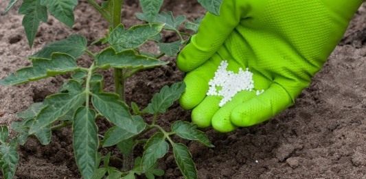 Внесение минеральных удобрений под томат