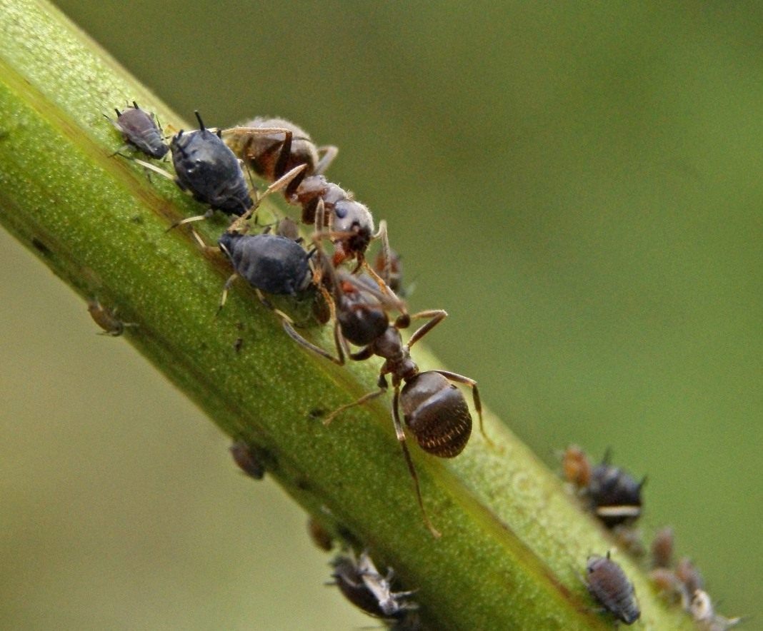Как избавиться от муравьев в квартире или на даче?