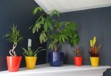 Растения в глубине комнаты