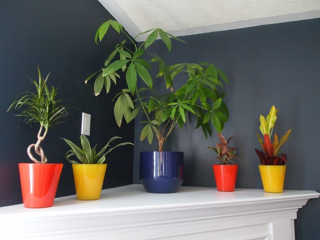 лучшие комнатные растения для дома для благополучия