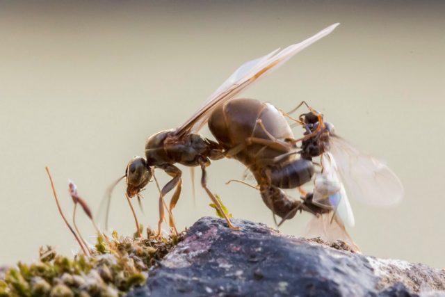 Большая крылатая самки и самцы чёрного садового муравья