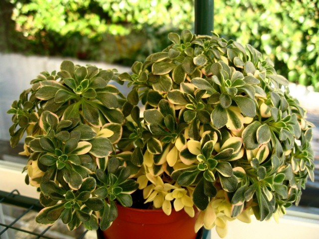 Эониум домашний пёстролистный (Aeonium domesticum variegatum)