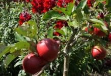 Яблоки на молодой яблоне