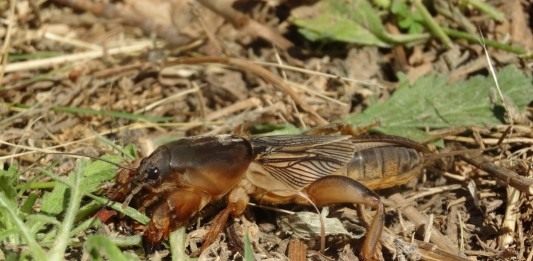 Обыкновенная медведка (Gryllotalpa gryllotalpa)