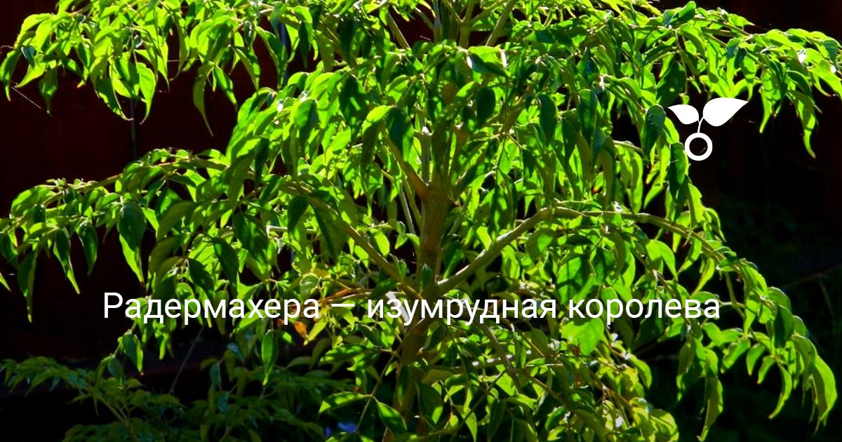 Радермахера — изумрудная королева. Уход в домашних условиях. Фото ...