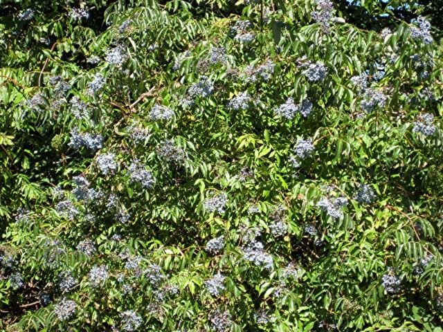 Бузина голубая (Sambucus cerulea)
