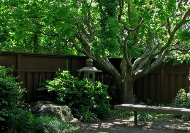 Дерево в саду японского стиля