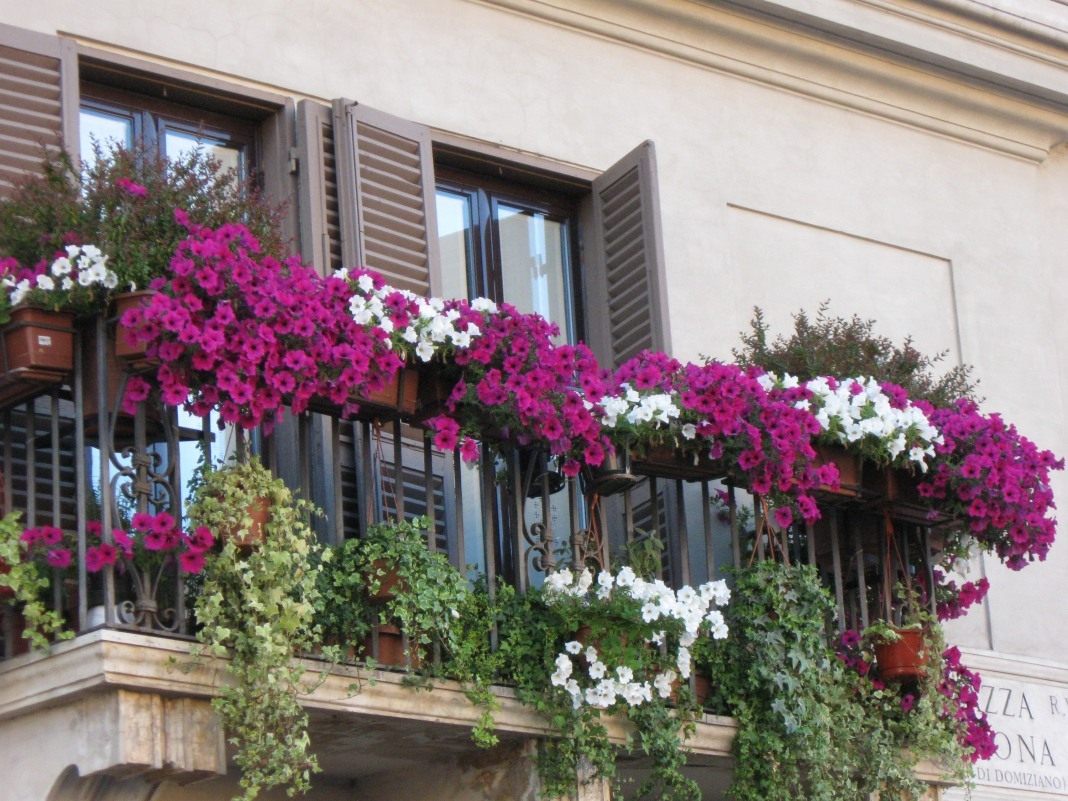 Как украсить балкон цветами и растениями фото застекленный