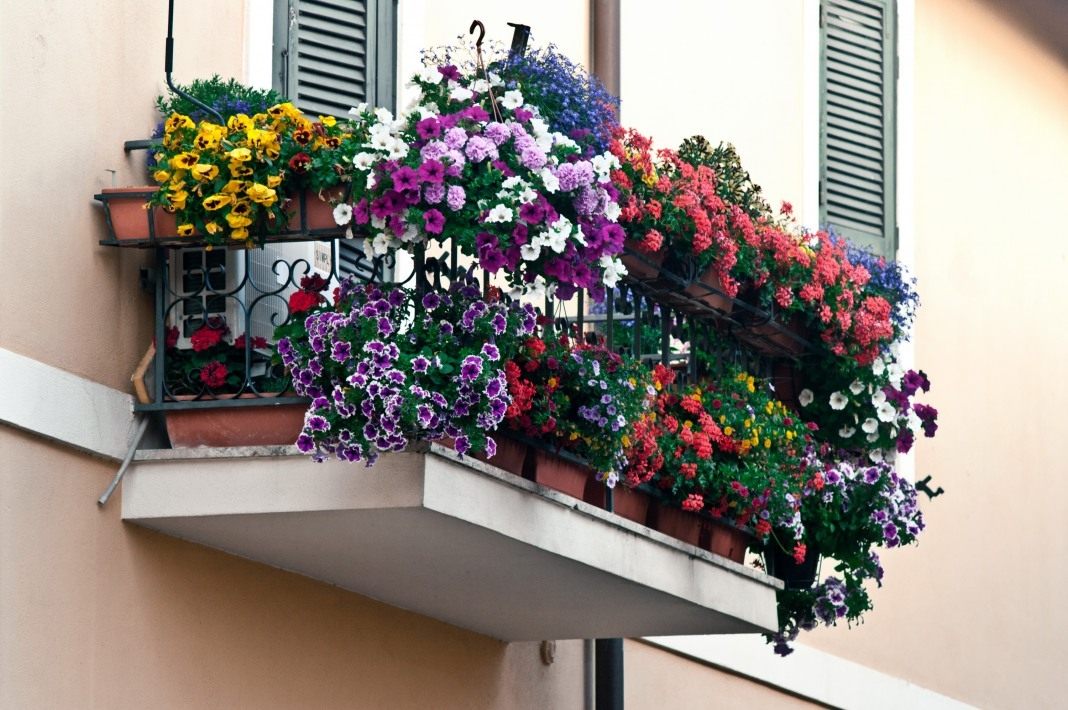 Домашняя клумба: 12 цветов для балкона