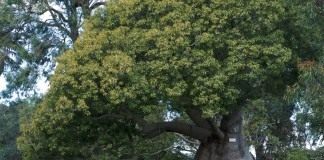 Брахихитон наскальный в Королевском ботаническом саду Сиднея