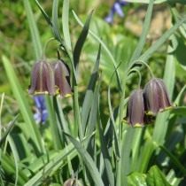 Рябчик пиренейский, или Рябчик чёрный (Fritillaria pyrenaica)
