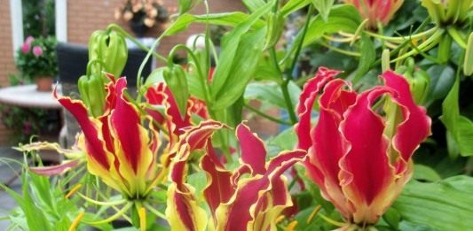 Глориоза Ротшильда (Gloriosa superba 'Rothschildiana')