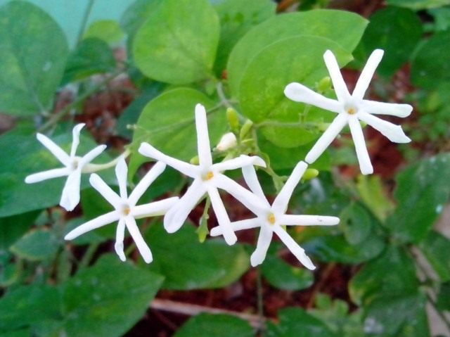 Жасмин крупноцветковый (Jasminum grandiflorum)