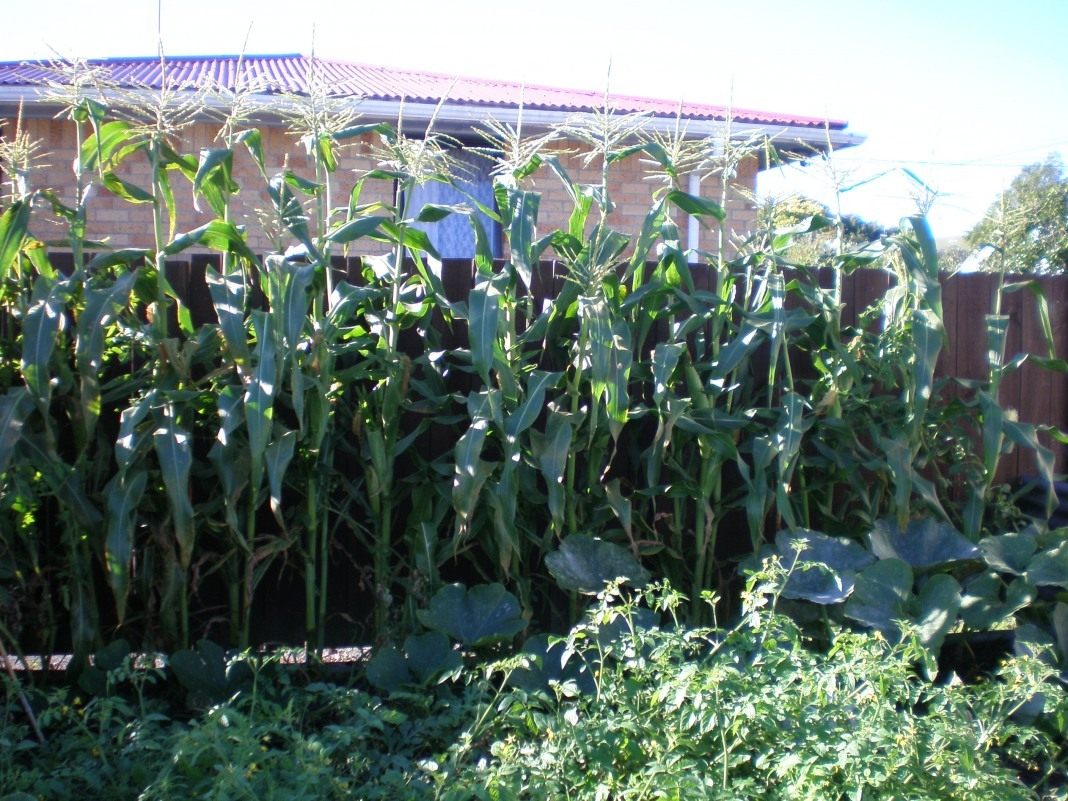 Кукуруза — царица полей на даче. Выращивание, посадка и уход в открытомгрунте — Ботаничка