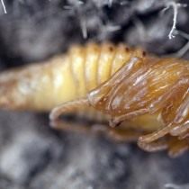 Куколка майского жука, или хруща