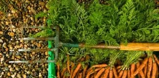 Урожай органически выращенной моркови