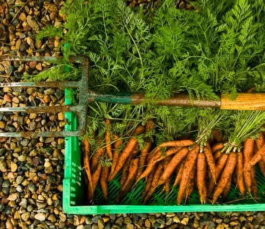 Урожай органически выращенной моркови