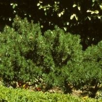 Сосна горная, или Сосна стланиковая европейская (Pinus mugo)