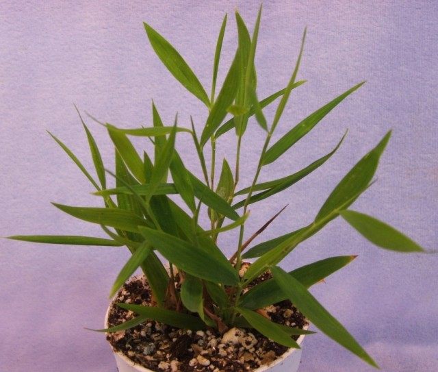Погонатерум косматый (Pogonatherum crinitum)