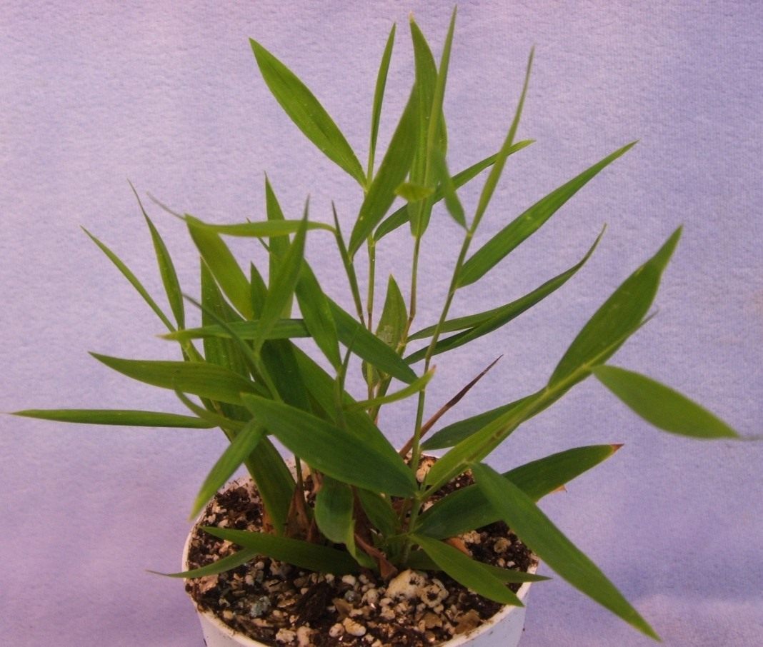 Мини-бамбук погонатерум: идеальное декоративное растение для вашего дома