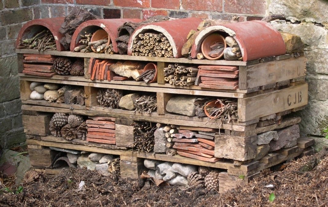 Отель для жуков — как создать садовый домик для полезных насекомых