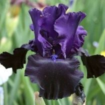 Ирис 'Black Butte' (Iris 'Black Butte')