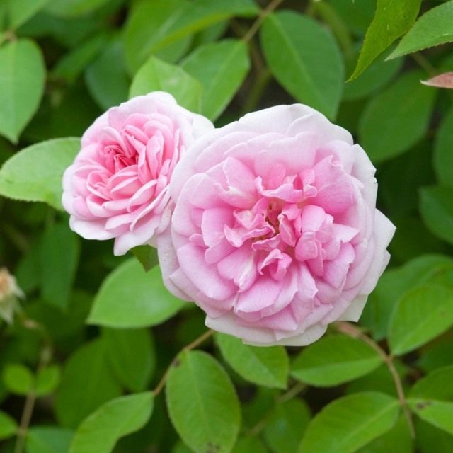 Бурбонская роза сорт 'Blairi No.2'