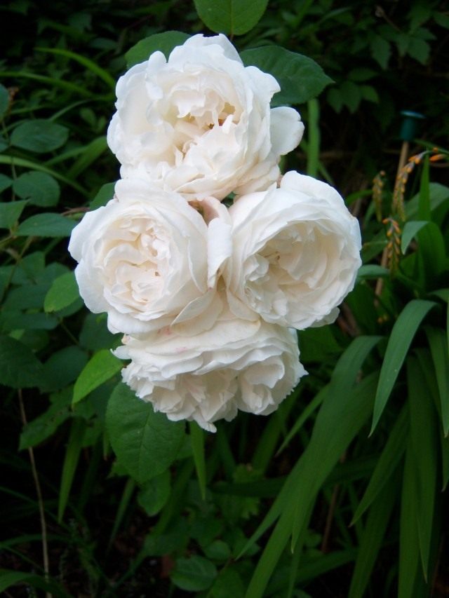 Роза сорт «Буль Дэ Неж» (Rose 'Boule de Neige')