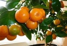 Мандариновое дерево (Citrus reticulata)